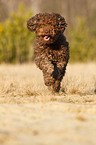 running Perro de Agua Espanol