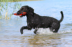 playing Perro de Agua Espanol