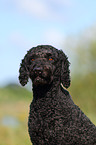 Perro de Agua Espanol Portrait