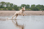 running Perro de Agua Espanol