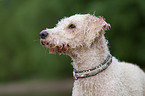 Perro de Agua Espanol Portrait