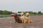 3 Perro de Agua Espanol