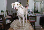 sheared Perro de Agua Espanol