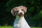 Perro de Agua Espanol Portrait