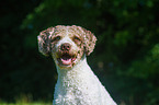 Perro de Agua Espanol Portrait