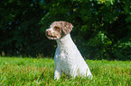 sitting Perro de Agua Espanol