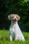 sitting Perro de Agua Espanol