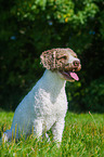 sitting Perro de Agua Espanol