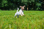 running Perro de Agua Espanol