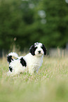 Perro de Agua Espanol Puppy