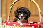 Perro de Agua Espanol Puppy