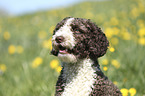 Perro de Agua Espanol Portrait