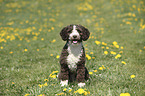 sitting Perro de Agua Espanol