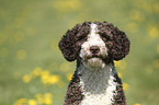 Perro de Agua Espanol Portrait