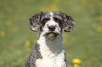 Perro de Agua Espanol Portrait