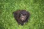 Perro de Agua Espanol Puppy