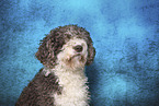 Perro de Agua Espanol in Studio