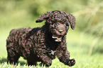 Perro de Agua Espanol Puppy