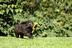 Perro de Agua Espanol Puppy