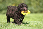 Perro de Agua Espanol Puppy