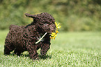 Perro de Agua Espanol Puppy