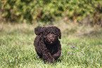 Perro de Agua Espanol Puppy