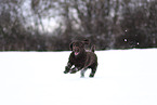 male Perro de Agua Espanol