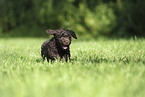 Perro de Agua Espanol Puppy