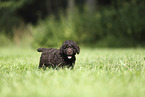 Perro de Agua Espanol Puppy