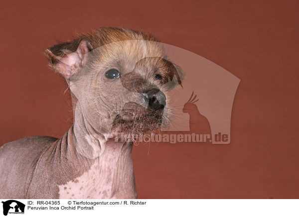 Peruvian Inca Orchid Portrait / Peruvian Inca Orchid Portrait / RR-04365