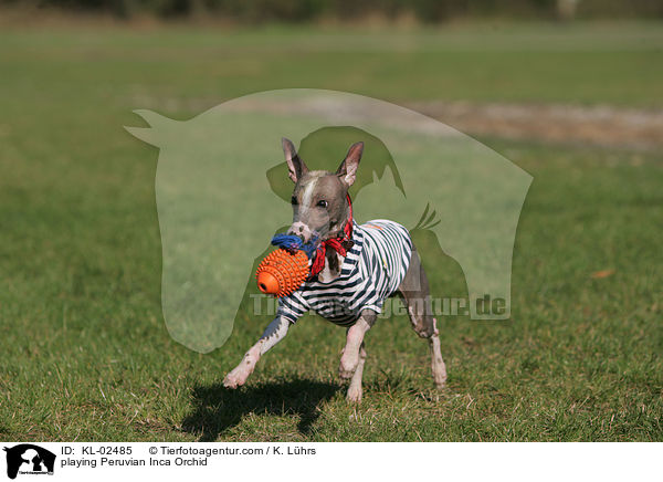spielender Peruanischer Nackthund / playing Peruvian Inca Orchid / KL-02485