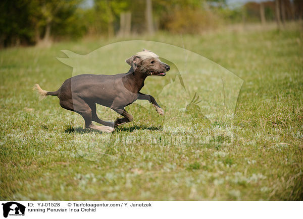 rennender Peruanischer Nackthund / running Peruvian Inca Orchid / YJ-01528