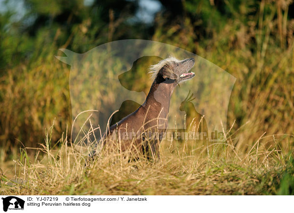 sitting Peruvian hairless dog / YJ-07219