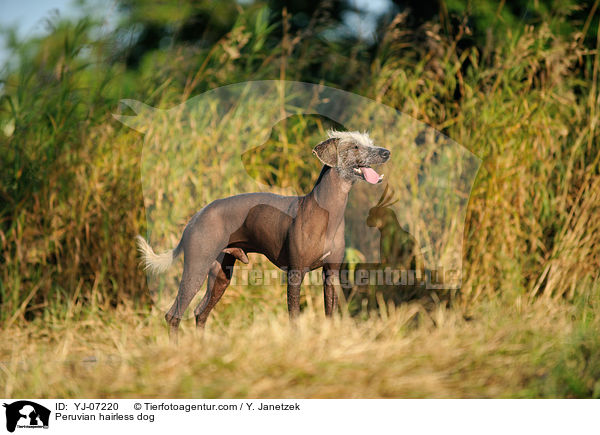 Peruanischer Nackthund / Peruvian hairless dog / YJ-07220