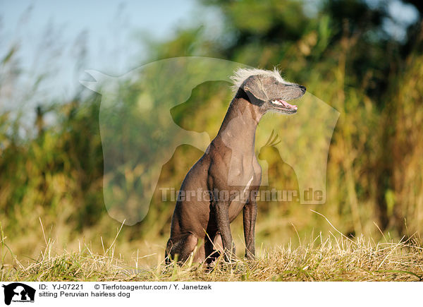 sitting Peruvian hairless dog / YJ-07221