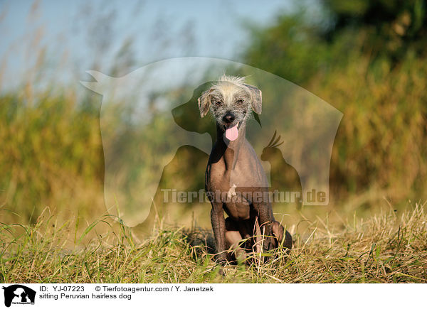 sitzender Peruanischer Nackthund / sitting Peruvian hairless dog / YJ-07223