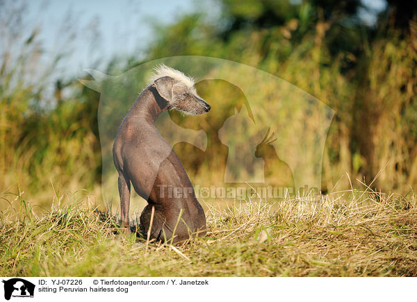 sitzender Peruanischer Nackthund / sitting Peruvian hairless dog / YJ-07226