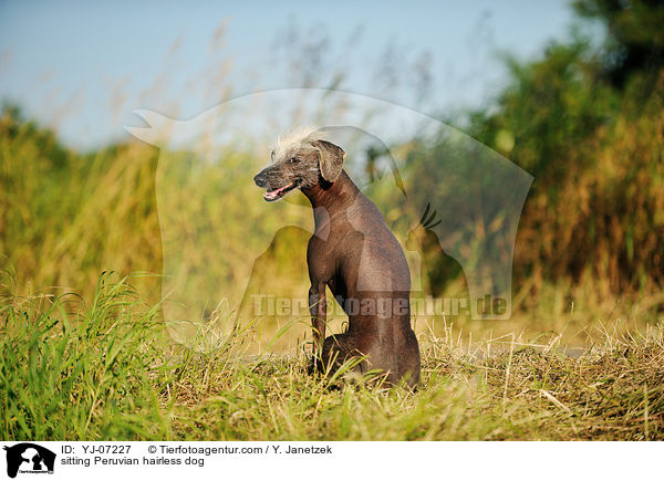 sitting Peruvian hairless dog / YJ-07227