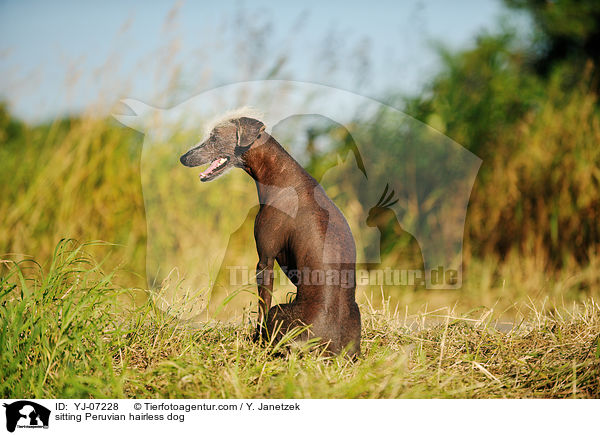 sitzender Peruanischer Nackthund / sitting Peruvian hairless dog / YJ-07228