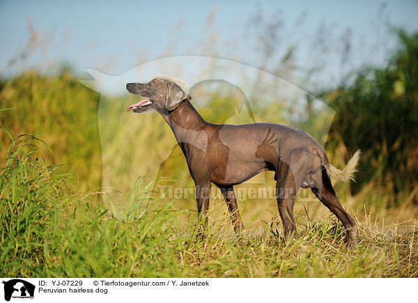 Peruvian hairless dog / YJ-07229