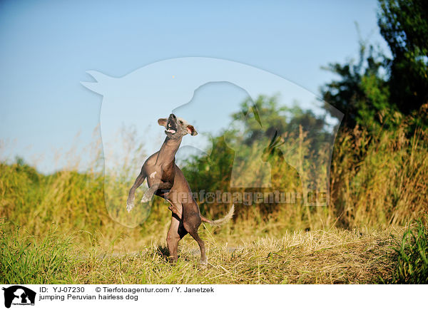 jumping Peruvian hairless dog / YJ-07230