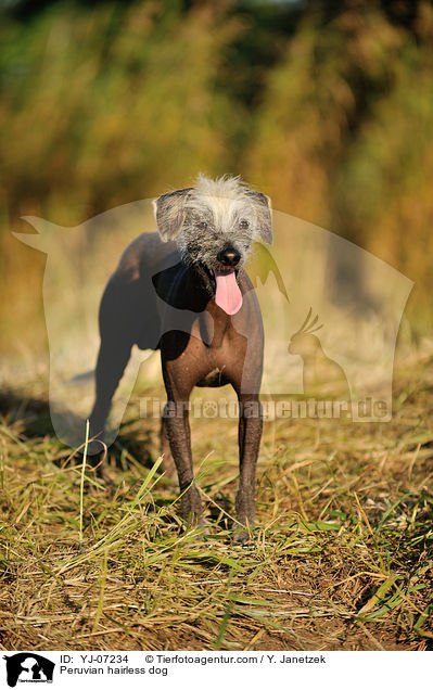 Peruvian hairless dog / YJ-07234