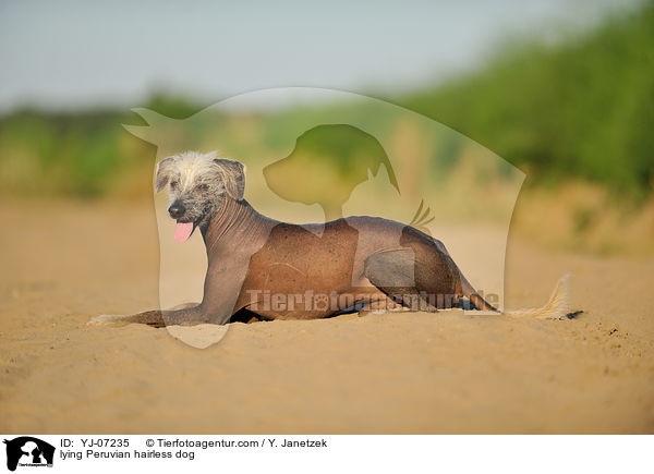 liegender Peruanischer Nackthund / lying Peruvian hairless dog / YJ-07235