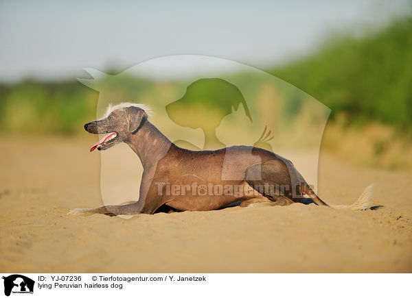 lying Peruvian hairless dog / YJ-07236