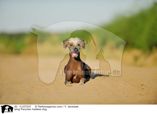 lying Peruvian hairless dog / YJ-07237