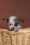 Peruvian Inca Orchid Portrait