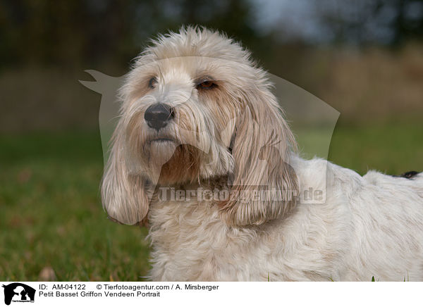 Petit Basset Griffon Vendeen Portrait / AM-04122