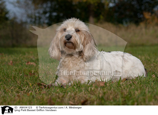 liegender Petit Basset Griffon Vendeen / lying Petit Basset Griffon Vendeen / AM-04123