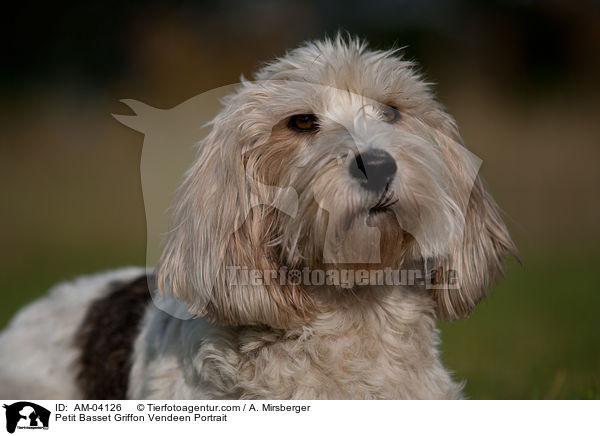 Petit Basset Griffon Vendeen Portrait / AM-04126