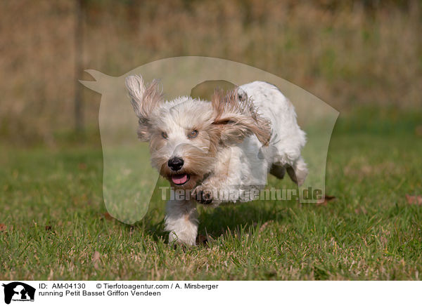 rennender Petit Basset Griffon Vendeen / running Petit Basset Griffon Vendeen / AM-04130